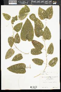 Smilax herbacea image