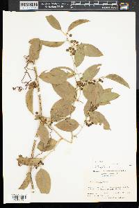 Smilax smallii image