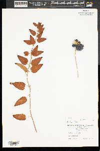 Smilax herbacea image