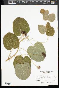 Smilax herbacea image