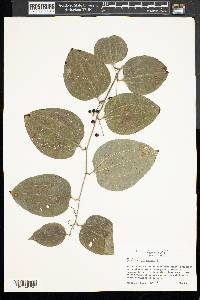 Smilax herbacea image