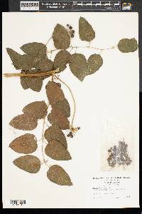 Smilax herbacea image