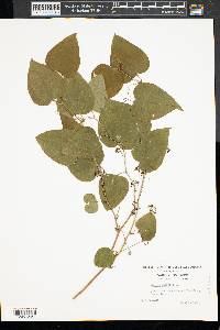 Smilax herbacea image