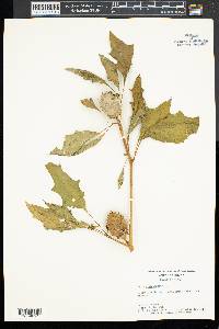 Datura stramonium image