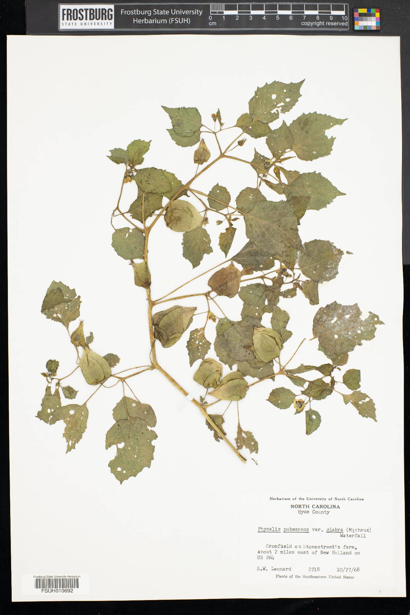 Physalis pubescens var. glabra image