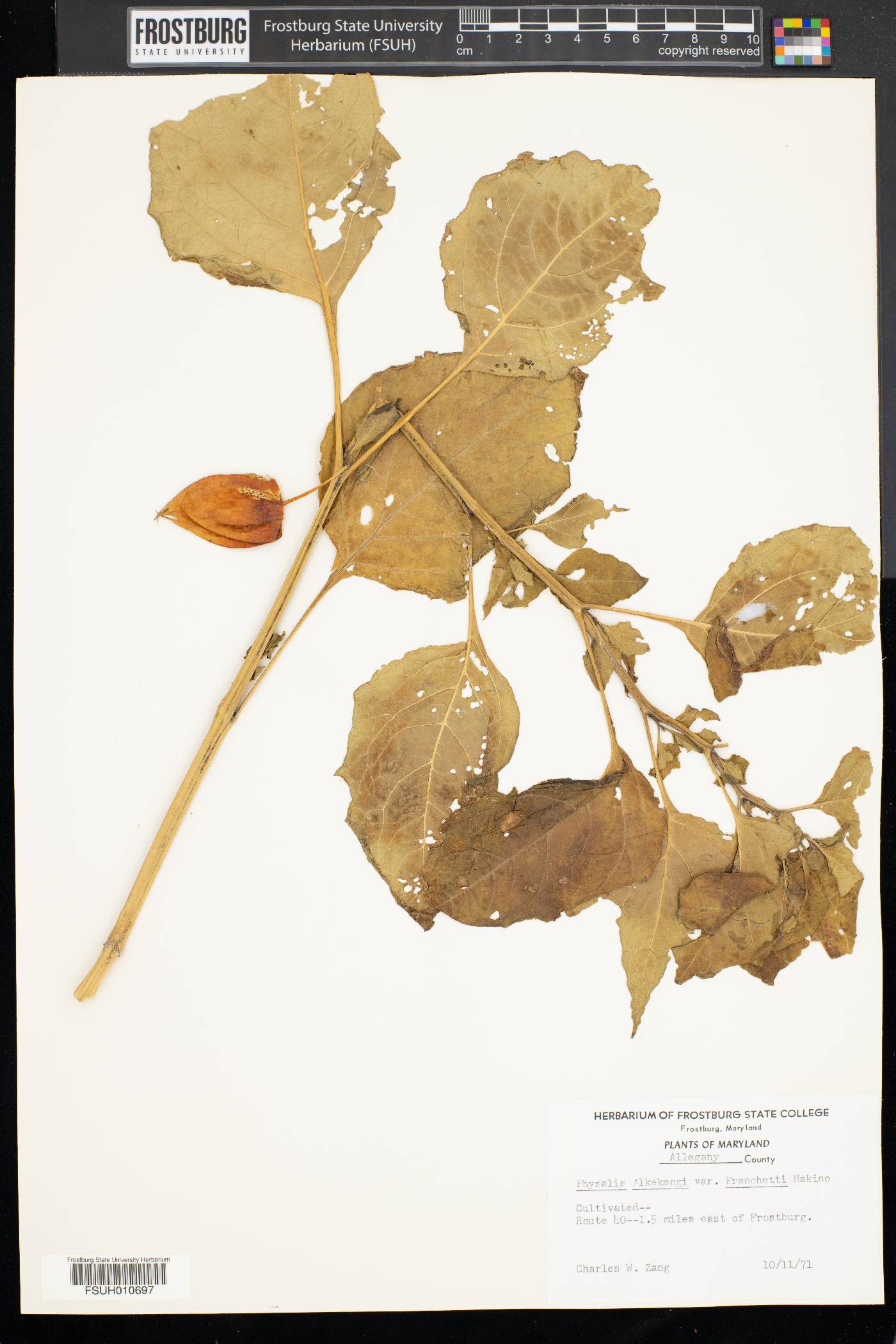Physalis alkekengi var. franchetii image