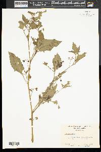 Solanum nigrum image