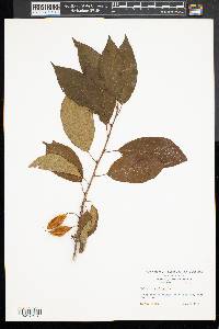 Halesia carolina image