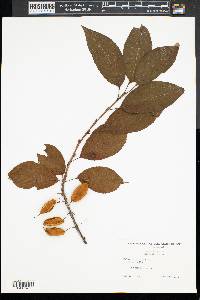 Halesia carolina image