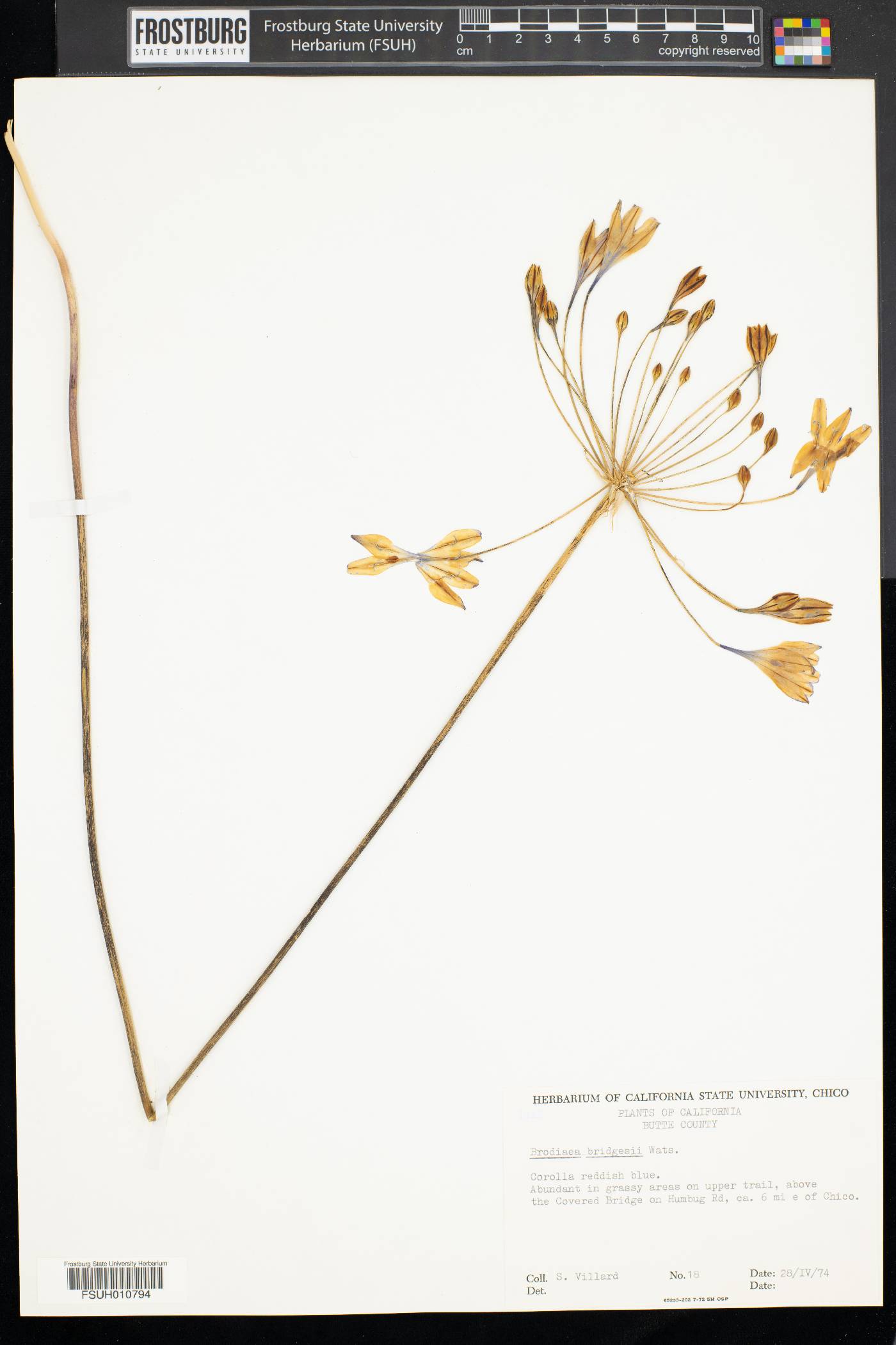 Brodiaea bridgesii image
