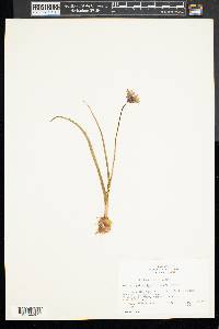 Dichelostemma capitatum subsp. capitatum image