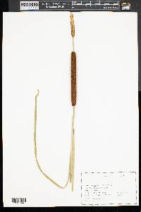 Typha angustifolia image