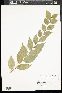 Ulmus procera image