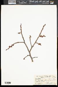 Ulmus racemosa image