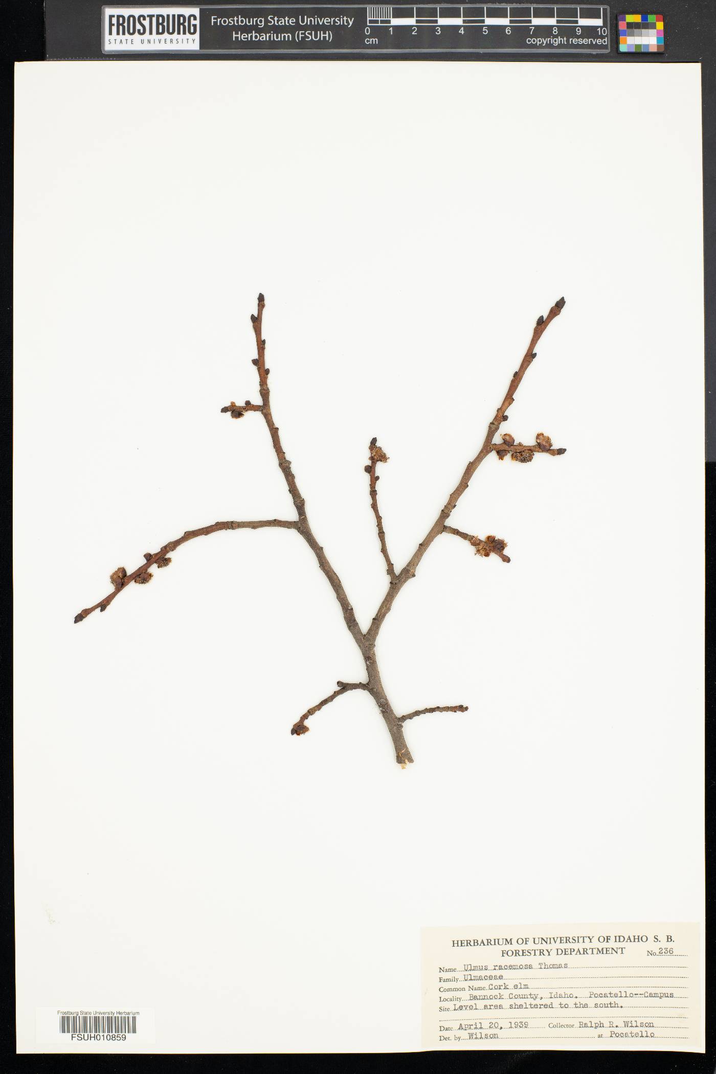 Ulmus racemosa image