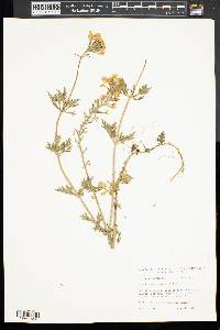 Verbena canadensis image