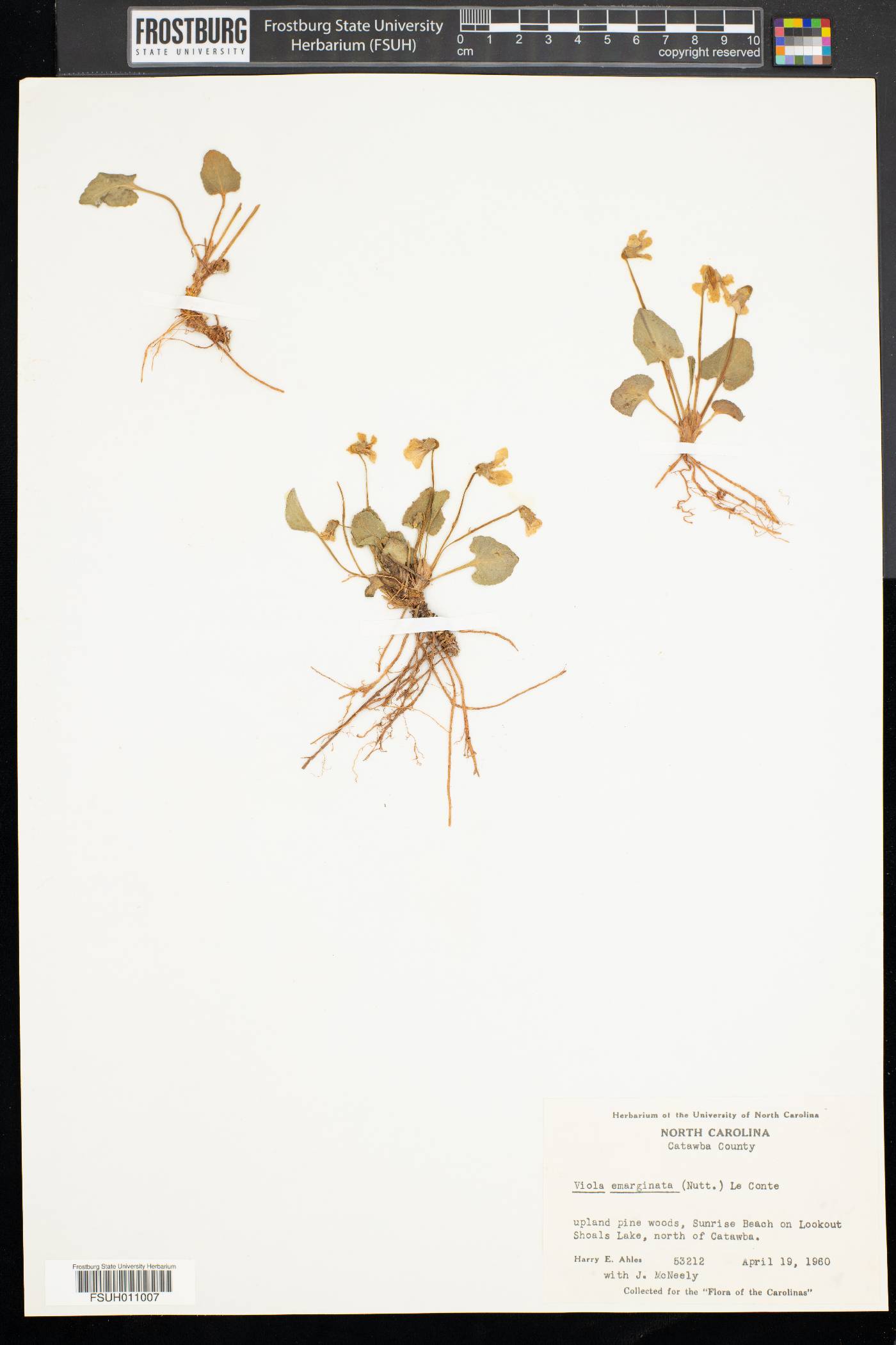 Viola emarginata image