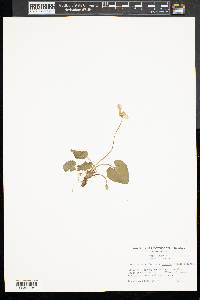 Viola palmata image