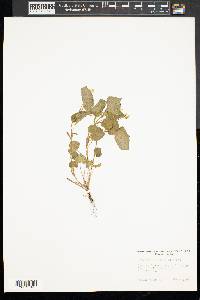 Viola rotundifolia image
