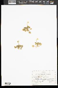 Viola rotundifolia image