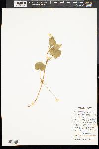 Viola striata image