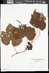 Vitis labrusca image