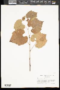 Vitis riparia image