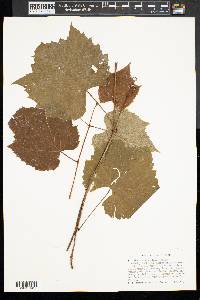 Vitis riparia image