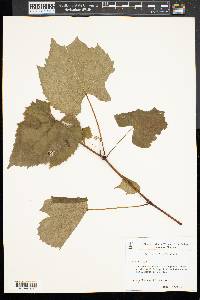 Vitis vulpina image