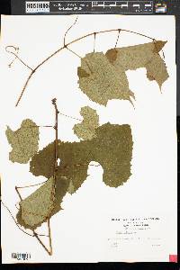 Vitis vulpina image