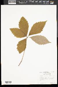 Parthenocissus inserta image