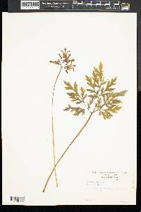 Dicentra eximia image