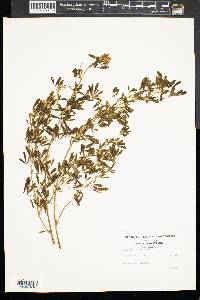 Lespedeza violacea image