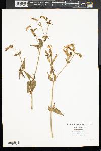 Silene noctiflora image