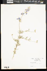 Delphinium ajacis image