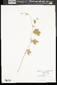 Potentilla canadensis image