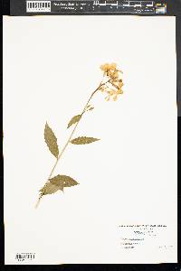 Hesperis matronalis image