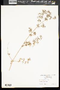Galium asprellum image