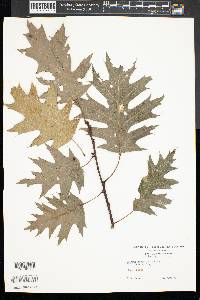 Quercus coccinea image