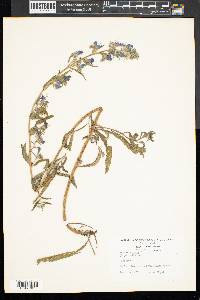 Echium vulgare image
