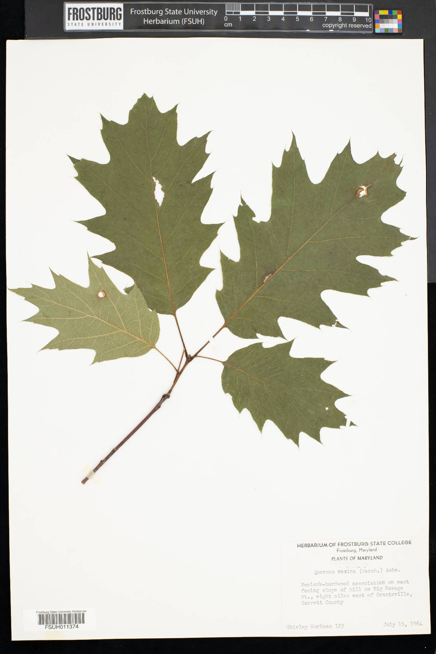 Quercus maxima image