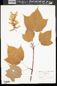 Acer pensylvanicum image
