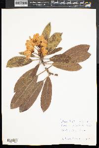 Rhododendron maximum f. purpureum image