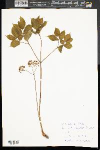 Aralia nudicaulis image