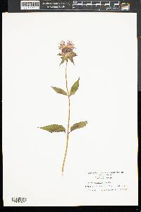 Monarda clinopodia image