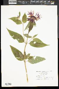 Monarda × media image