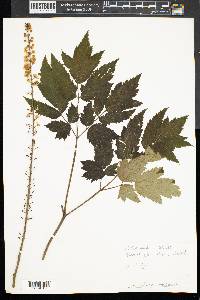 Actaea racemosa image