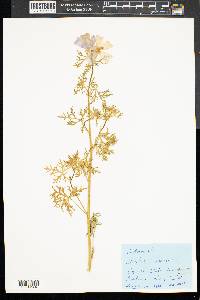 Malva moschata image