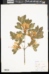 Rhododendron arborescens image