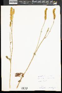 Sanguisorba canadensis image